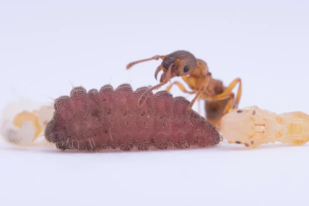 Keeping a beat wins caterpillars friends in low places