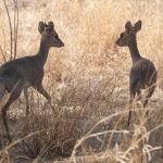 Let these nine romantic animals inspire you on Valentine’s Day