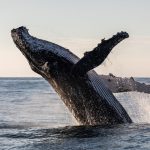 Listen to the oldest known recording of a whale