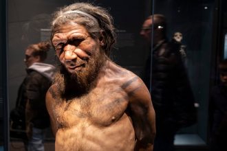 Male Neanderthals and female humans likely interbred more often than the other way around