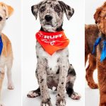 Meet the Dogs Competing in XXII