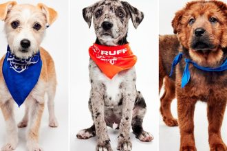 Meet the Dogs Competing in XXII