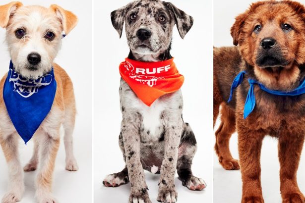 Meet the Dogs Competing in XXII