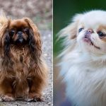 More dog breeds found to have high risk of breathing condition