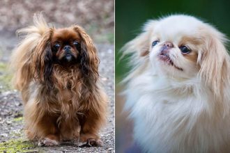 More dog breeds found to have high risk of breathing condition