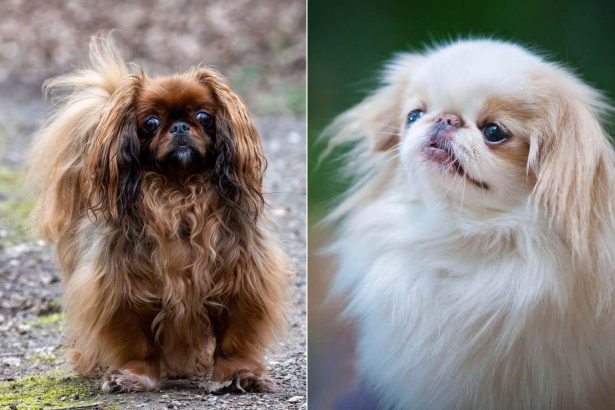 More dog breeds found to have high risk of breathing condition