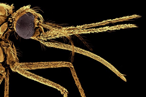 Mosquitoes began biting humans more than a million years ago