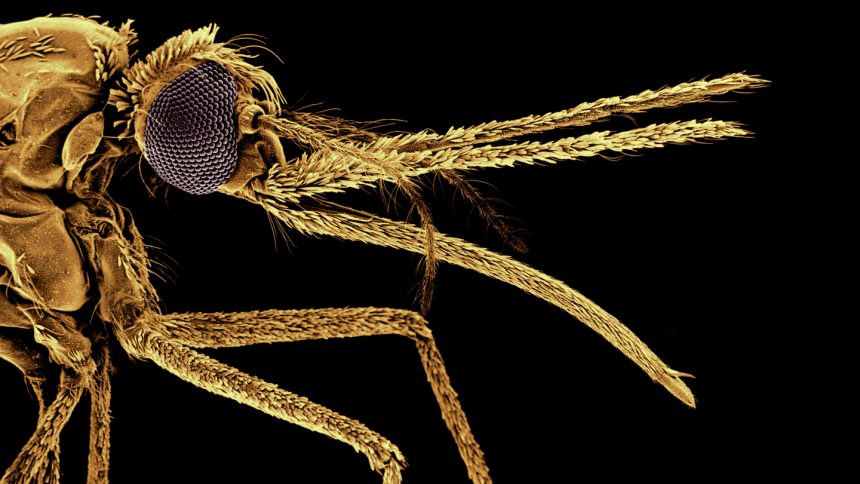 Mosquitoes began biting humans more than a million years ago