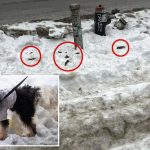 NYers forced to dodge mine fields of unscooped dog poop littering weeks-old sidewalk snow: ‘Not a nice sight’