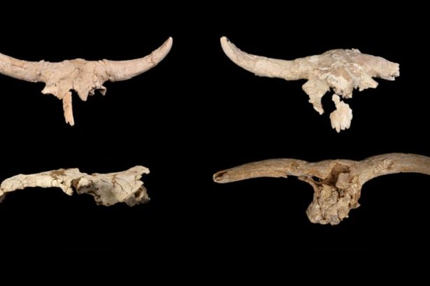Neanderthals Mysteriously Collected Horned Skulls in a Cave, But Why? : ScienceAlert
