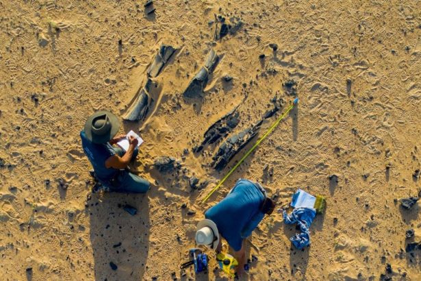 New Spinosaurus species had a massive head crest : NPR