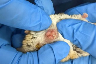 Newborn marsupials seen crawling to mother’s pouch for the first time