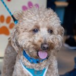 Officer Who Rescued Dog At Airport Takes Him Into Custody