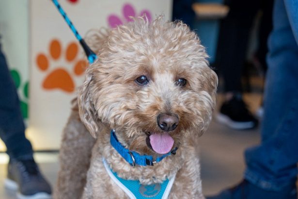Officer Who Rescued Dog At Airport Takes Him Into Custody