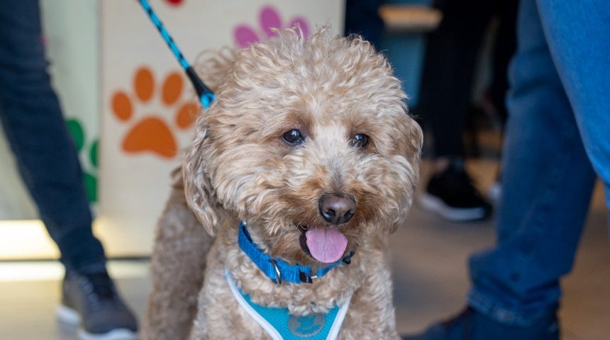 Officer Who Rescued Dog At Airport Takes Him Into Custody