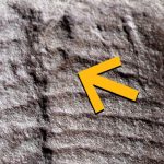 Oldest Fossilized Butthole Found in 290-Million-Year-Old Reptile : ScienceAlert