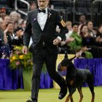 Penny the Doberman pinscher wins the 150th Westminster dog show : NPR