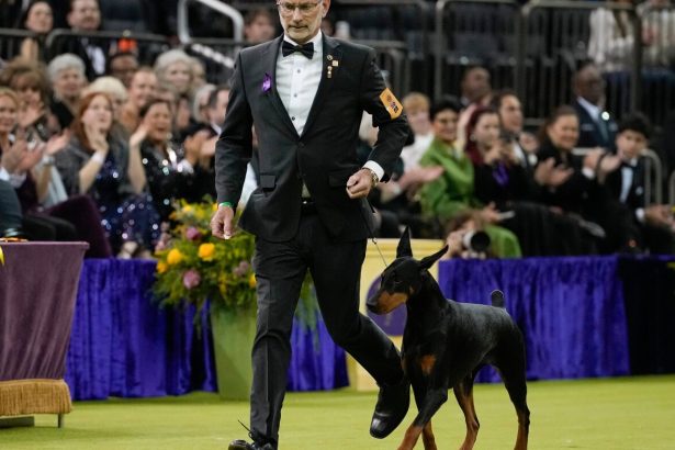 Penny the Doberman pinscher wins the 150th Westminster dog show : NPR