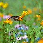Plant a Pollinator Garden To Support Butterflies, Bees, & Birds