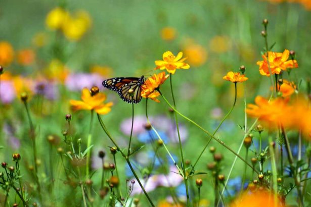 Plant a Pollinator Garden To Support Butterflies, Bees, & Birds