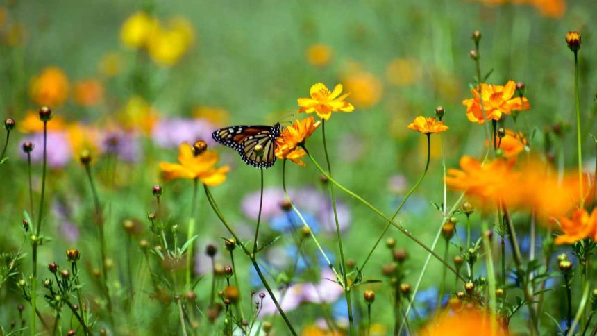 Plant a Pollinator Garden To Support Butterflies, Bees, & Birds