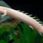 Regeneration of fins and limbs relies on a shared cellular playbook