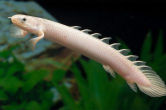 Regeneration of fins and limbs relies on a shared cellular playbook