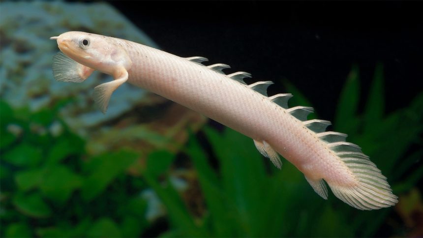 Regeneration of fins and limbs relies on a shared cellular playbook