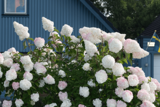 Ruben Östlund’s Plattform, Norway’s Motlys Link for Thriller 