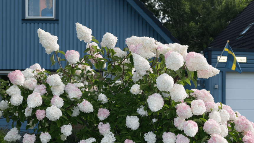 Ruben Östlund’s Plattform, Norway’s Motlys Link for Thriller 