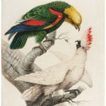 ‘Sarah Stone’s Unseen World’ Highlights Avian Paintings by an 18th-Century Talent — Colossal