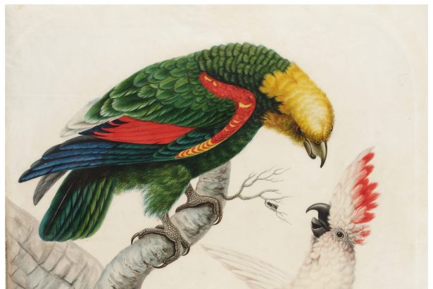 ‘Sarah Stone’s Unseen World’ Highlights Avian Paintings by an 18th-Century Talent — Colossal