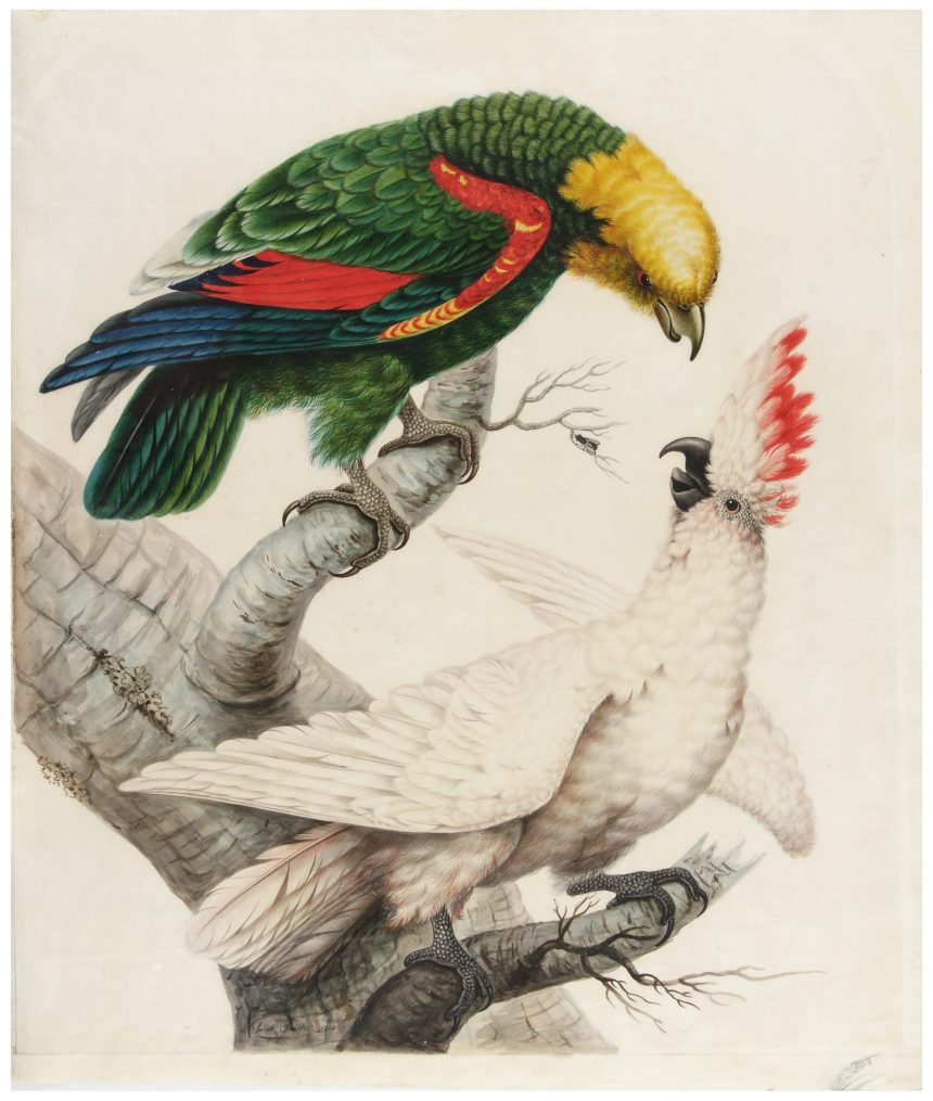 ‘Sarah Stone’s Unseen World’ Highlights Avian Paintings by an 18th-Century Talent — Colossal