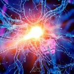 Scientists Discover a Brain Circuit That Enhances Physical Endurance In Mice : ScienceAlert