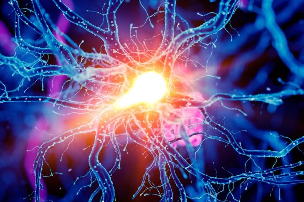 Scientists Discover a Brain Circuit That Enhances Physical Endurance In Mice : ScienceAlert