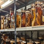 Scientists Fired Lasers at Charles Darwin’s Priceless Specimens. Here’s Why. : ScienceAlert