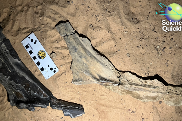 Scientists identify new spinosaurid, Moderna flu shot back on track, universal inhaled vaccine shows promise