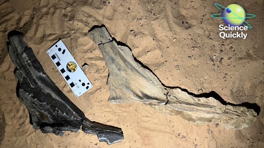 Scientists identify new spinosaurid, Moderna flu shot back on track, universal inhaled vaccine shows promise