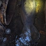 SeaWorld Orlando Rescues Storm Manatee From Storm Drain