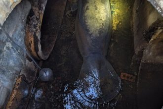 SeaWorld Orlando Rescues Storm Manatee From Storm Drain
