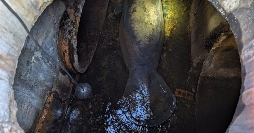 SeaWorld Orlando Rescues Storm Manatee From Storm Drain