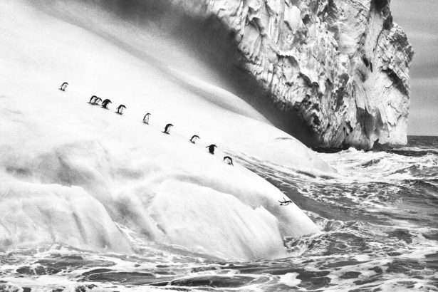 Sebastião Salgado’s stunning shots of the world’s icy regions