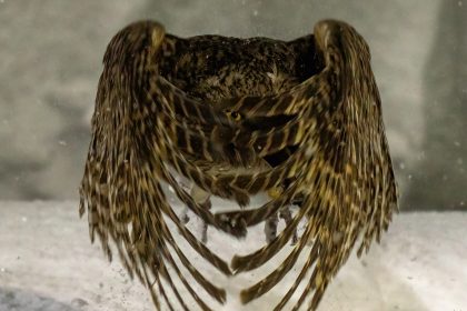 See the Best of Nearly Half a Million Entries to the Sony World Photography Awards — Colossal