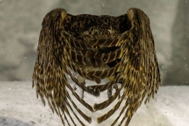 See the Best of Nearly Half a Million Entries to the Sony World Photography Awards — Colossal