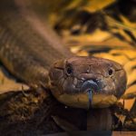 Snakes on a train? King cobras may be riding the rails in India