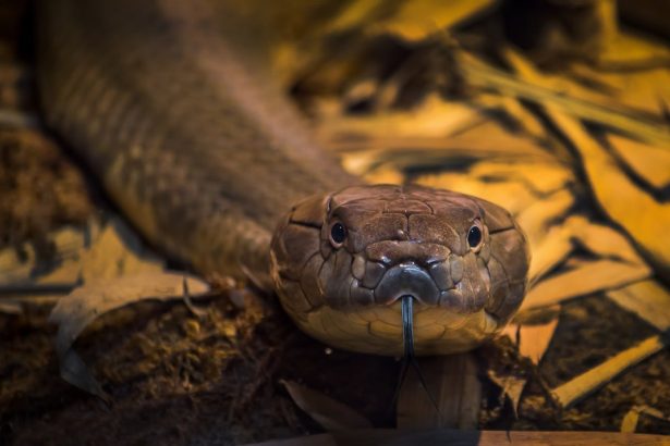 Snakes on a train? King cobras may be riding the rails in India