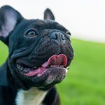 Some dog breeds carry a higher risk of breathing problems