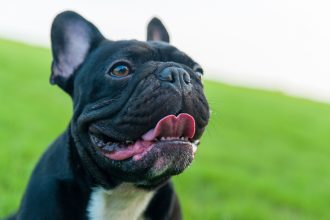 Some dog breeds carry a higher risk of breathing problems