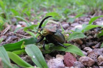 Some dung beetles dig deep to keep their eggs cool