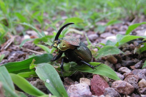 Some dung beetles dig deep to keep their eggs cool
